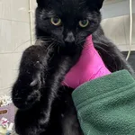 Znaleziono kota, Gdańsk, 29 października 2025