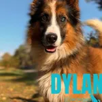 Pies do adopcji, Sosnowice, 3 września 2025