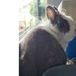 Oddam zwierzę, Wrocław, 14 września 2025