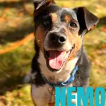 Pies do adopcji, Sosnowice, 26 września 2025