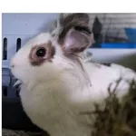 Oddam zwierzę, Wrocław, 21 września 2025