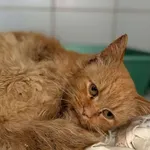 Znaleziono kota, Lublin, 28 października 2025