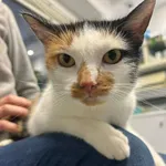 Kot do adopcji, Zgierz, 28 października 2025