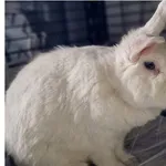 Oddam zwierzę, Wrocław, 23 sierpnia 2025