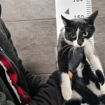 Znaleziono kota, Chełmek, 28 października 2025