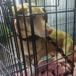 Znaleziono psa, Radom, 28 października 2025