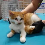 Znaleziono kota, Szczecin, 28 października 2025