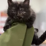 Znaleziono kota, Lublin, 28 października 2025