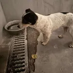 Znaleziono psa, Lublin, 29 października 2025