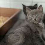 Znaleziono kota, Lublin, 29 października 2025