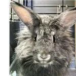 Oddam zwierzę, Wrocław, 25 października 2025