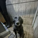 Pies do adopcji, Zgierz, 28 października 2025