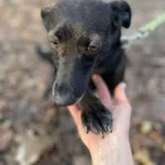 Pies do adopcji, Zgierz, 28 października 2025