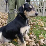 Pies do adopcji, Bełchatów, 24 kwietnia 2025