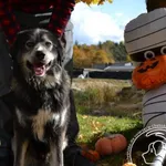 Pies do adopcji, Chełmek, 10 października 2025