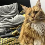 Zaginął kot, Łódź, 28 października 2025