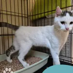 Znaleziono kota, Gdynia, 25 października 2025