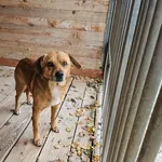 Pies do adopcji, Orzechowce, 28 października 2025