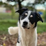 Pies do adopcji, Bydgoszcz, 28 października 2025