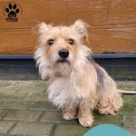 Znaleziono psa, Gdynia, 28 października 2025