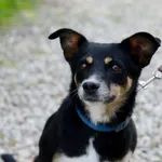 Oddam psa, Olsztyn, 30 października 2025