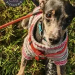 Żabka- podopieczna Fundacji Pieskowo szuka domu tymczasowego, w przyszłości z opcją domu stałego 🙂 Żabka to 5-letnia suczka, to także jedna z około 20 psiaków odebranych przez naszą Fundację interwen