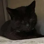 Kocurek poz. 25/819/K