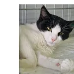 Kot do adopcji, Wrocław, 5 października 2025