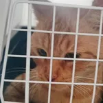 Kocurek poz. 25/812/K