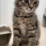 Znaleziono kota, Grudziądz, 1 listopada 2025