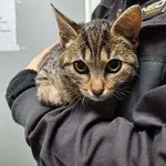 Kot do adopcji, Orzechowce, 28 października 2025