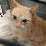 Kocurek poz. 25/820/K