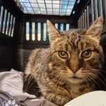 Znaleziono kota, Gdynia, 20 października 2025