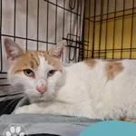 Znaleziono kota, Gdynia, 21 października 2025