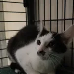 Kot do adopcji, Częstochowa, 17 maja 2025