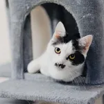 Kot do adopcji, Częstochowa, 17 maja 2025