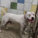 13225/191/25 Bandzior  - data przyjęcia - 29.10.2025