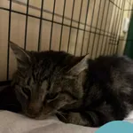 Znaleziono kota, Gdynia, 15 października 2025