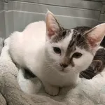 Znaleziono kota, Toruń, 26 października 2025