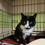 Znaleziono kota, Gdynia, 19 października 2025