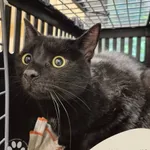 Znaleziono kota, Gdynia, 28 października 2025