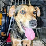 Znaleziono psa, Gdańsk, 30 października 2025