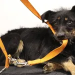 Znaleziono psa, Łódź, 31 października 2025