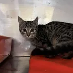 Kot do adopcji, Włocławek, 30 października 2025