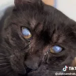 Kot do adopcji, Radom, 27 czerwca 2025