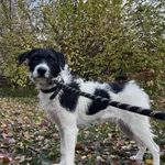 Pies do adopcji, Włocławek, 30 października 2025