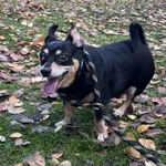 Pies do adopcji, Włocławek, 30 października 2025