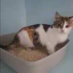 Znaleziono kota, Grudziądz, 31 października 2025