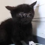 Znaleziono kota, Łódź, 30 października 2025