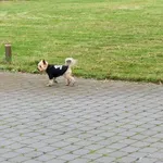 Znaleziono psa, Stara Gadka, 1 listopada 2025